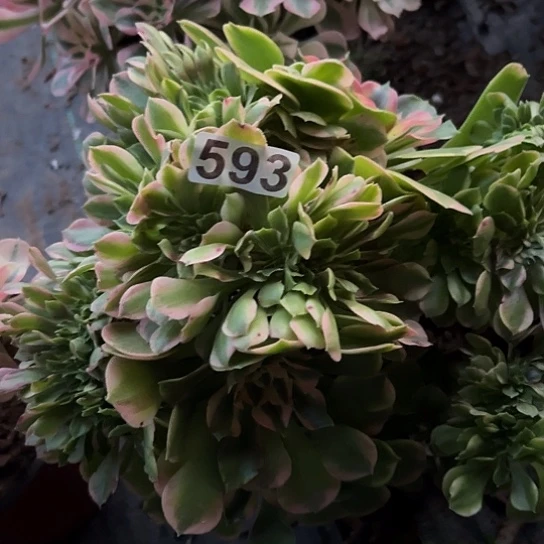 L***丽多肉植物一个香非