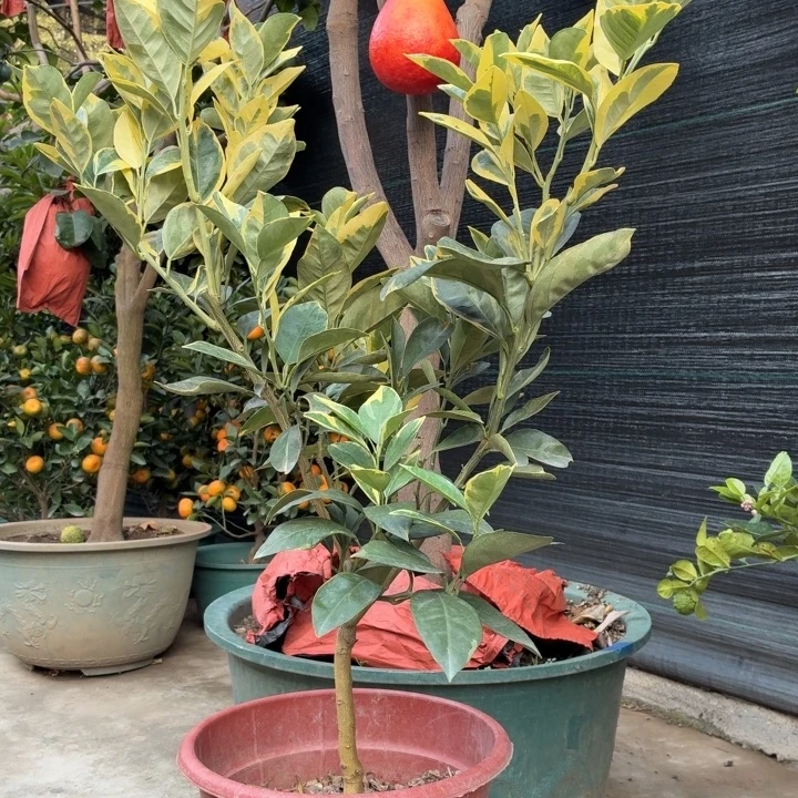 爱***梗完全开放一物一拍