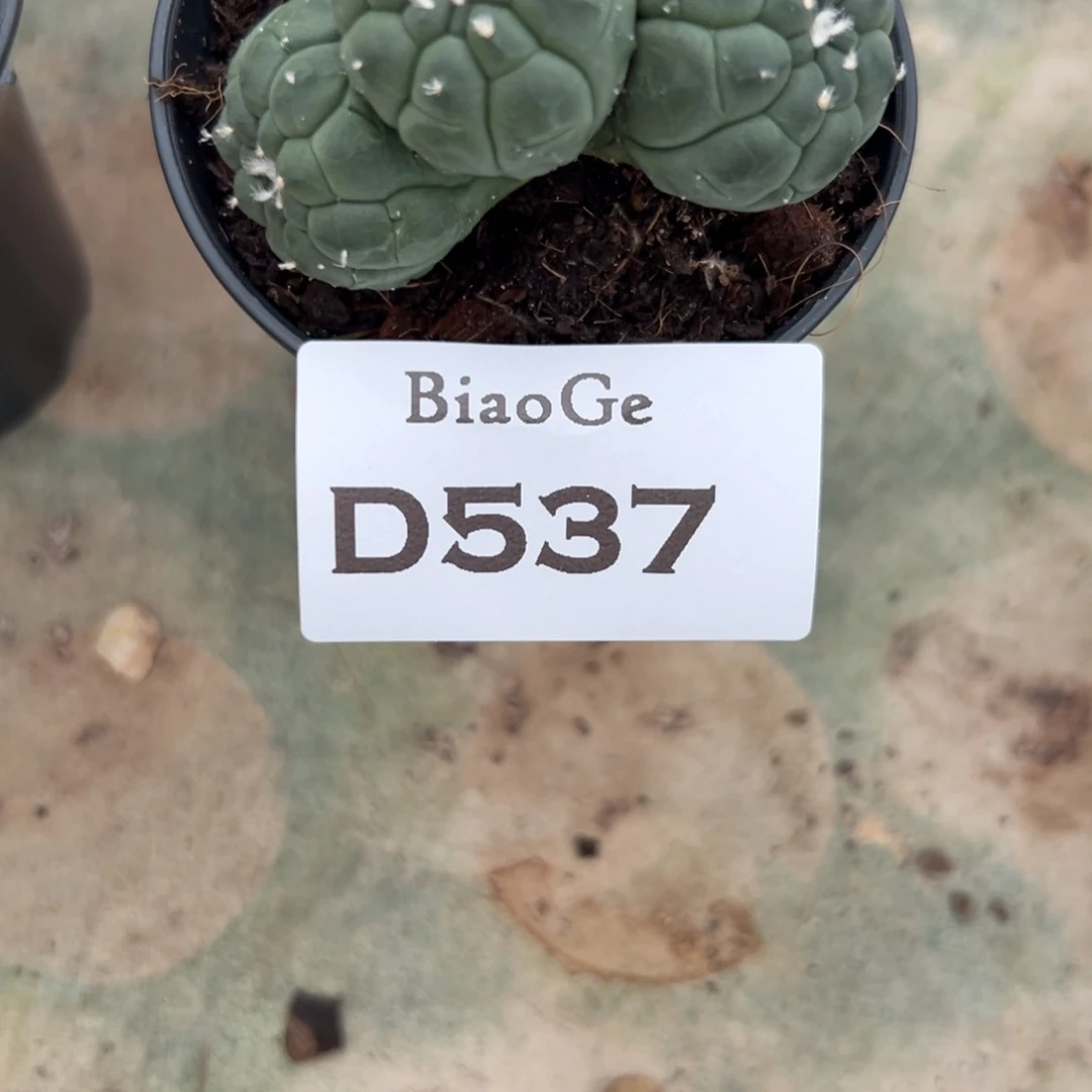 D537号悟空仙人球