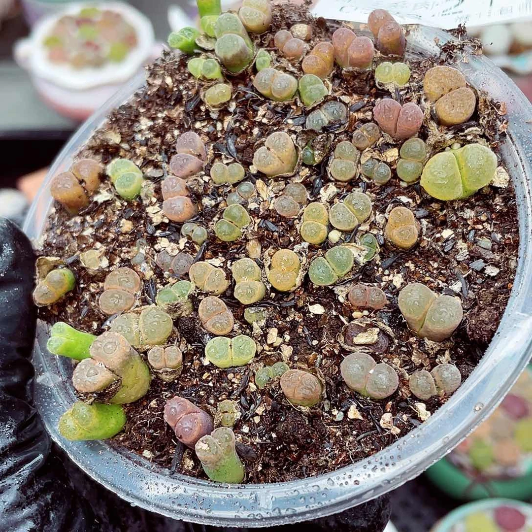 生石花满18包邮0923-211