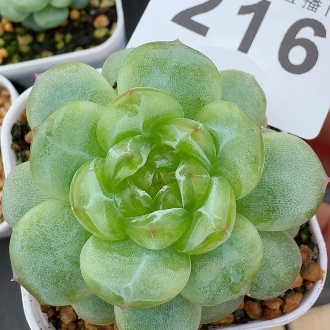 绿透体珍妮            精美多肉植物