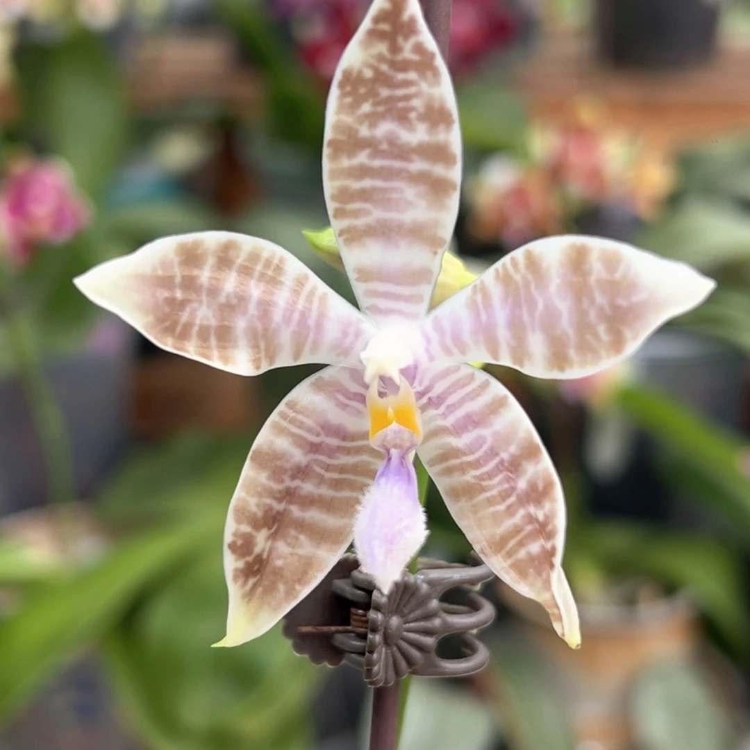 大部分开放少量花苞