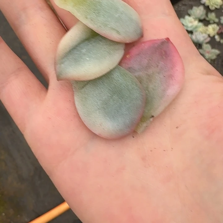 懒***名伊丽莎白叶片一物一拍