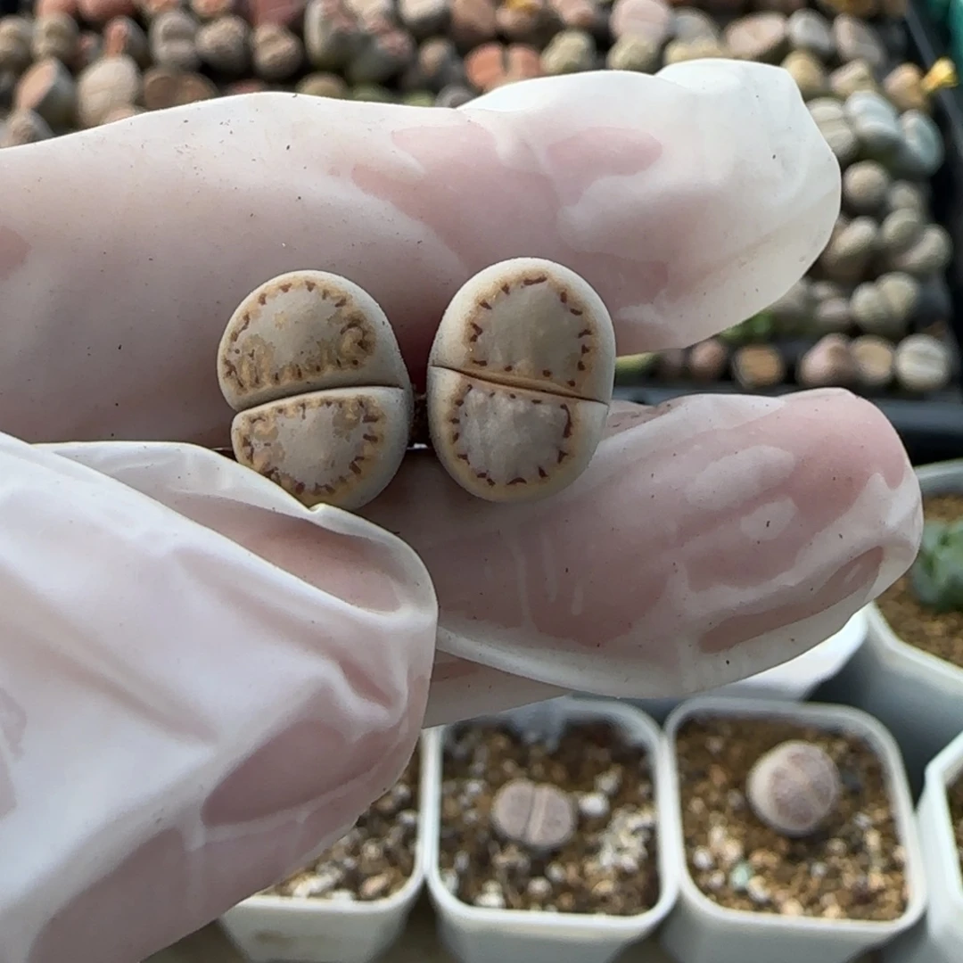 11.13。爱萌216饼干生石花。8013