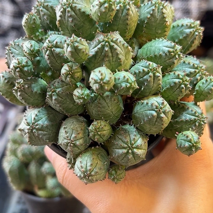 好根子吹布纹球群10公分