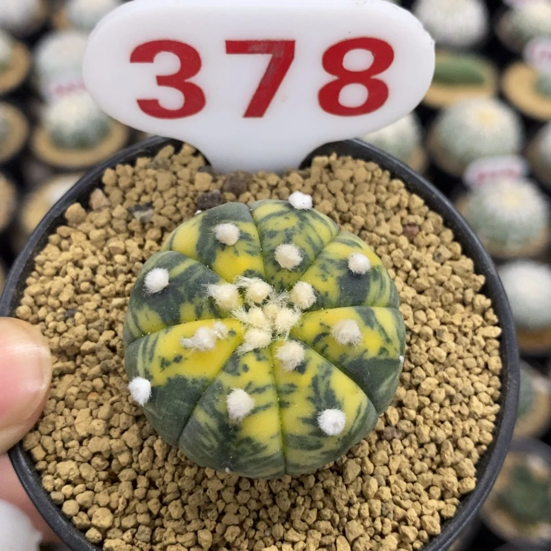 378大绒散班兜锦福利多多