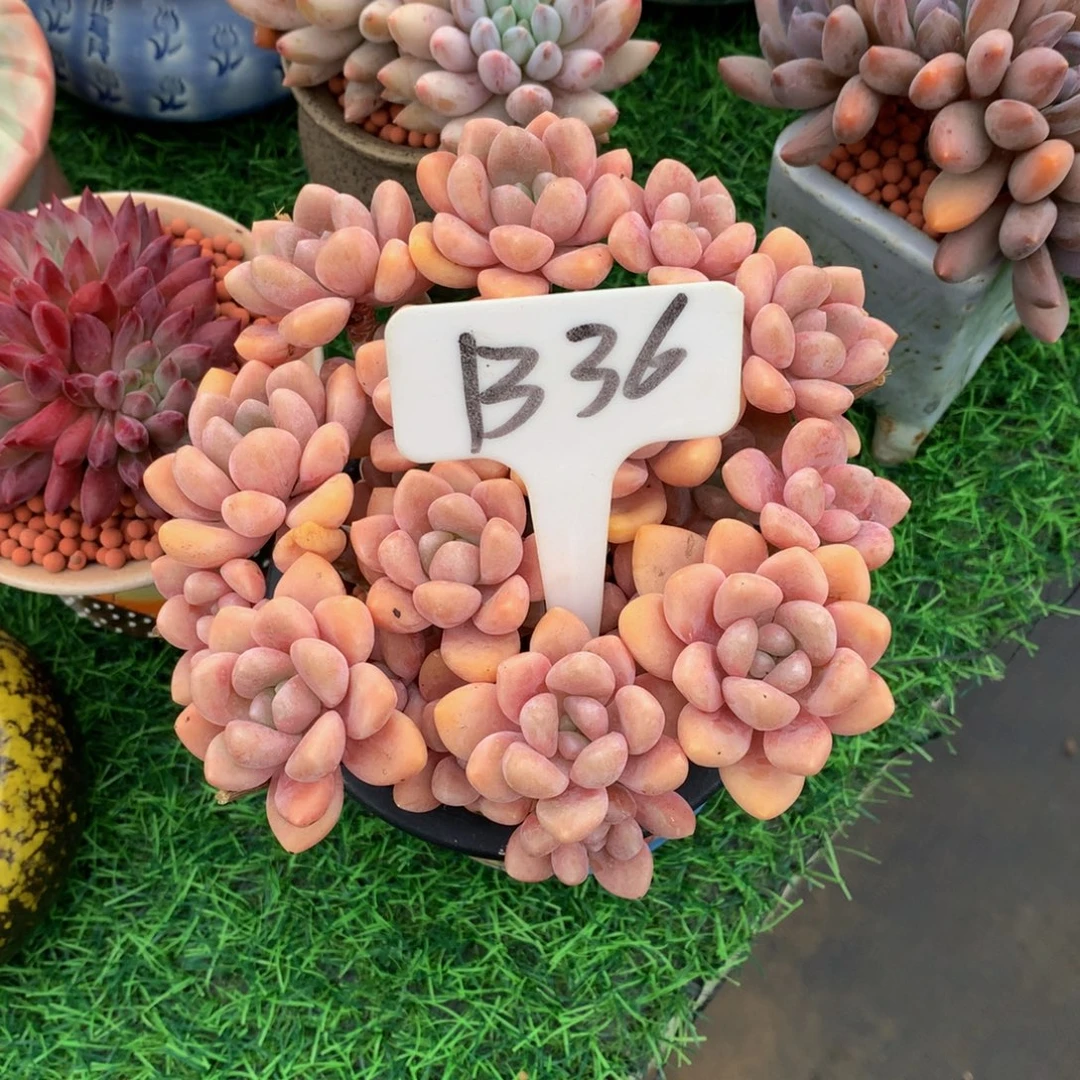 荣***荣带盆读题库植物727273737