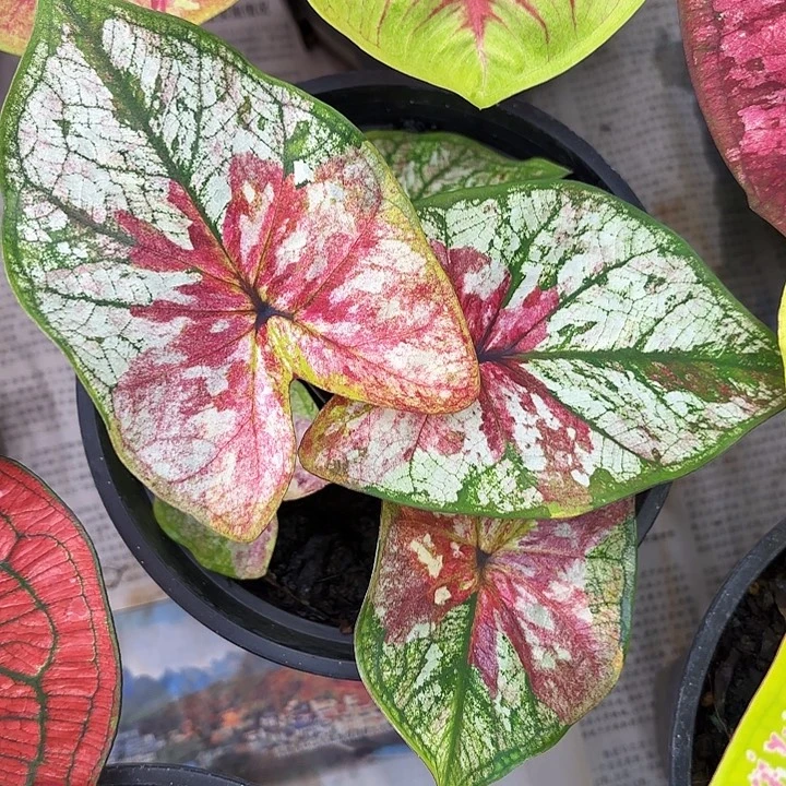 51-1128镀金石广东现货