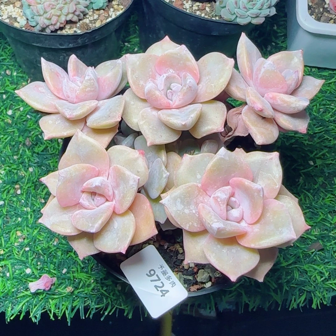 彩虹糖，9724多肉植物