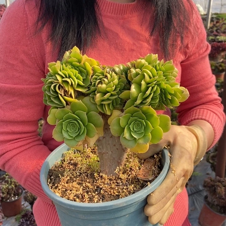 200绿羊绒缀化老桩