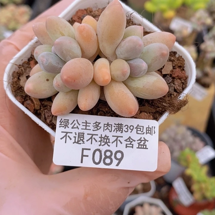汤圆4cm089多肉植物