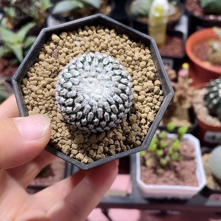 777精巧殿仙人球植物