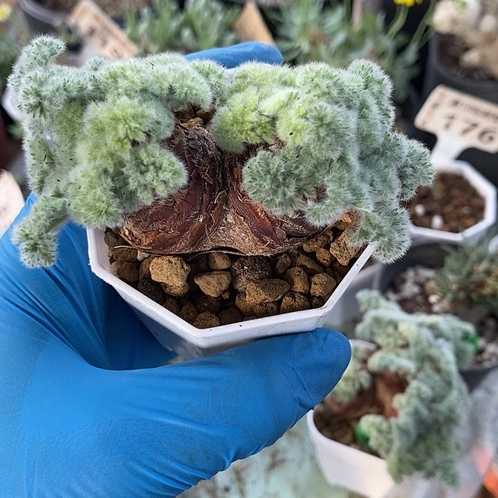 360羽叶洋葵一一一一一一一