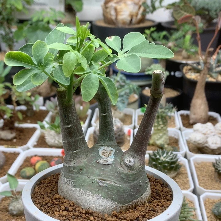 实生幻蝶蔓母本6.2cm带盆