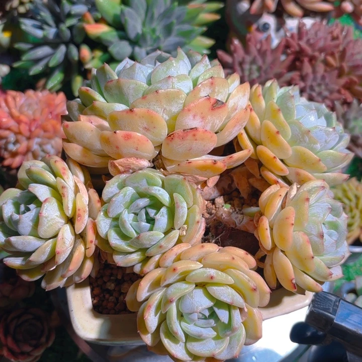 劳林老桩一颗 脱土发货