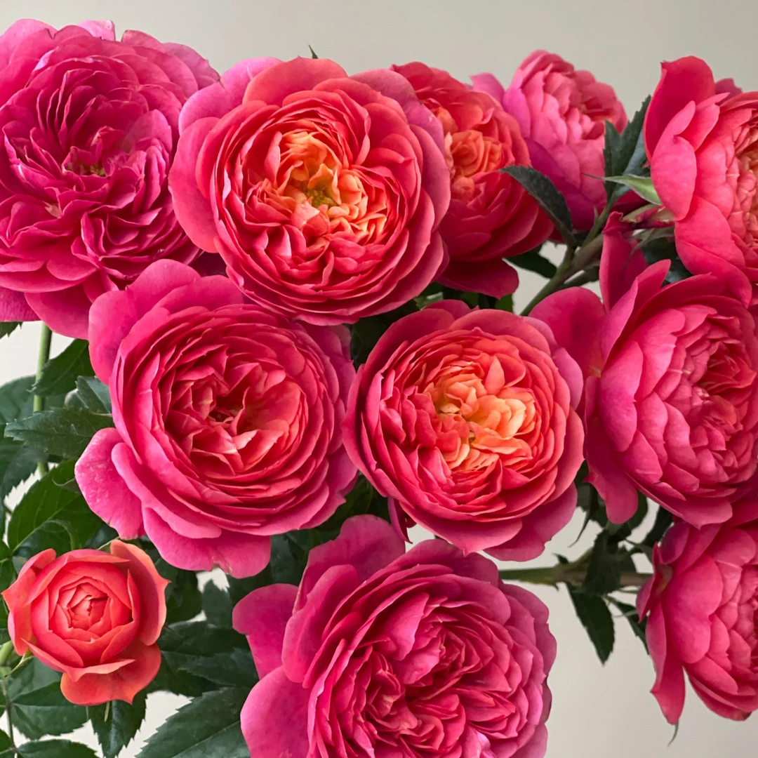 不野花语庭院盆栽植物月季四季开花一物一拍