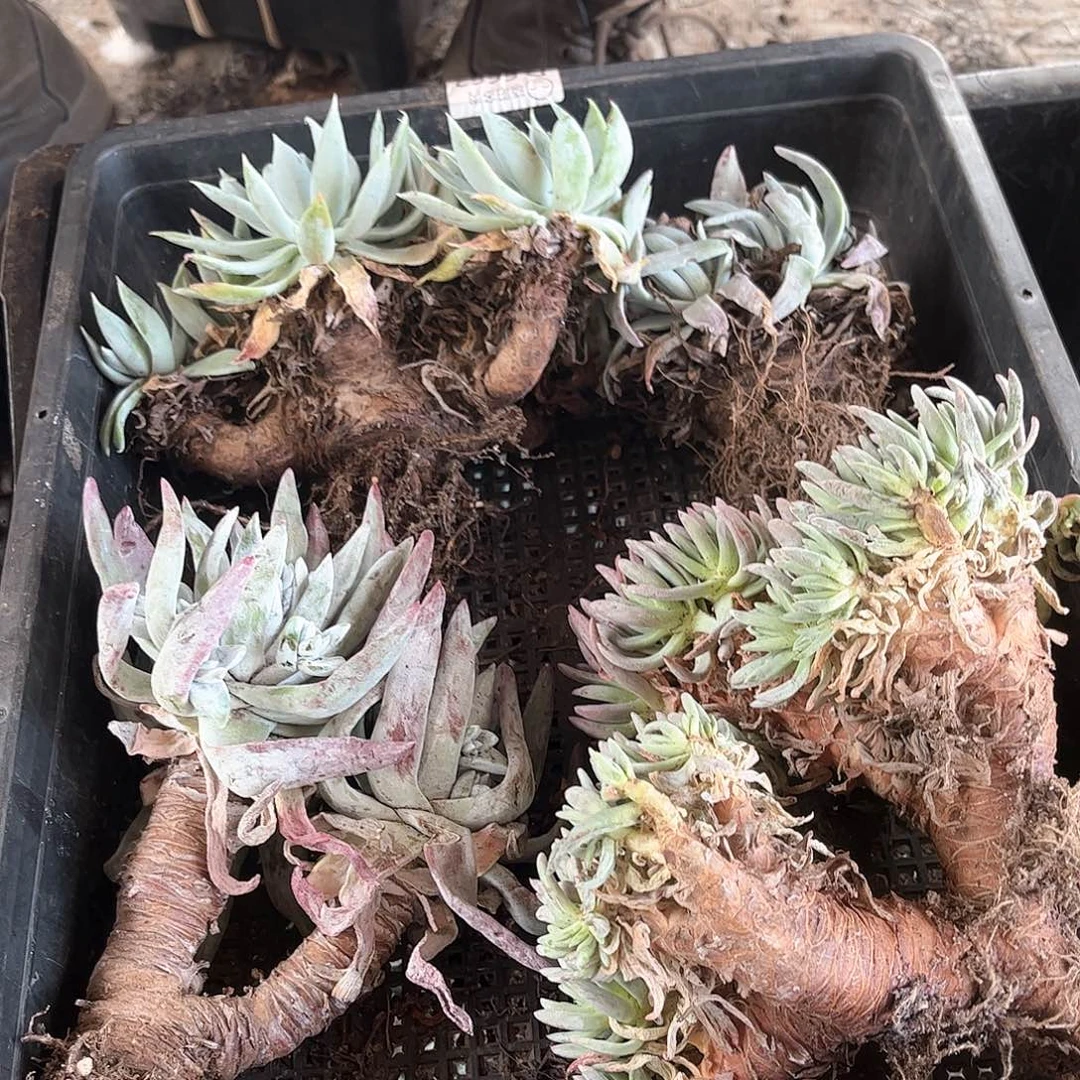 6222筐拍瑕疵多肉