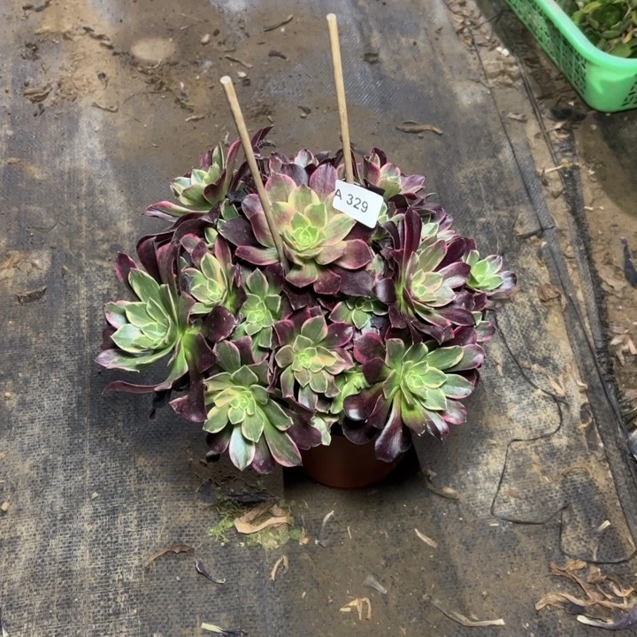 夜**光329金丝雀多肉多肉多肉