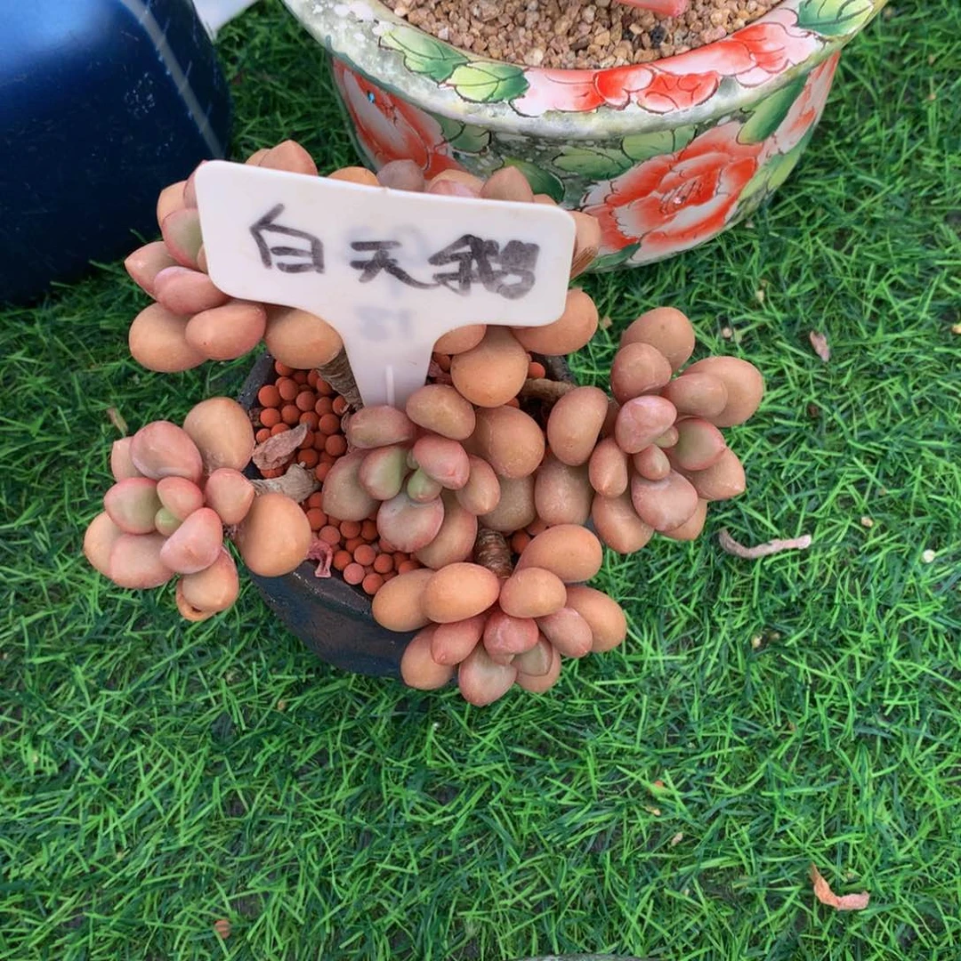 多头6373737373737373