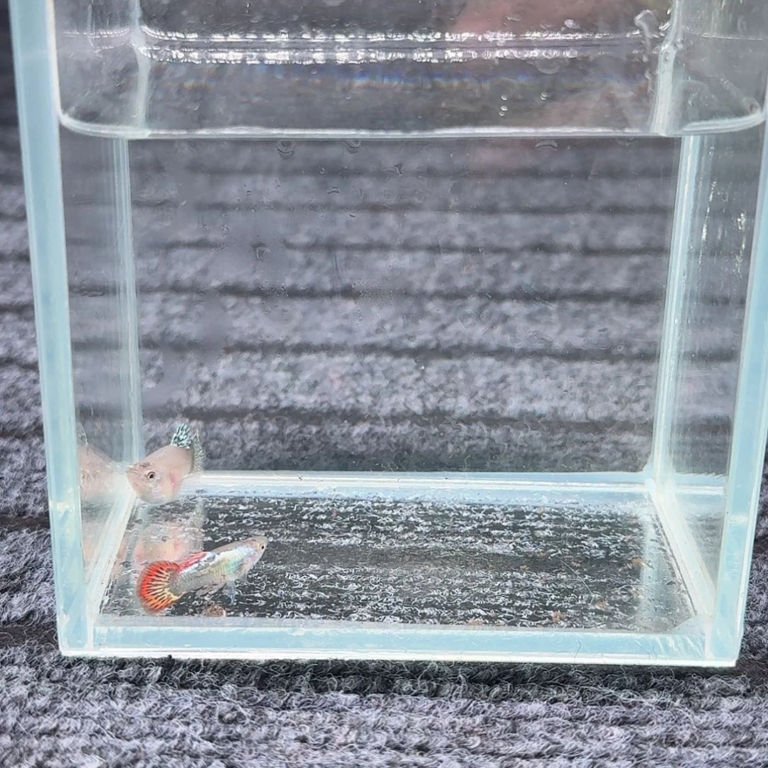 孔雀鱼七彩龙麟球1对17号