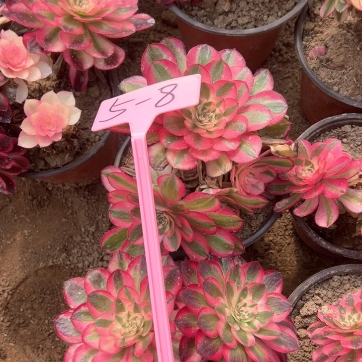 5-8荔枝多肉植物