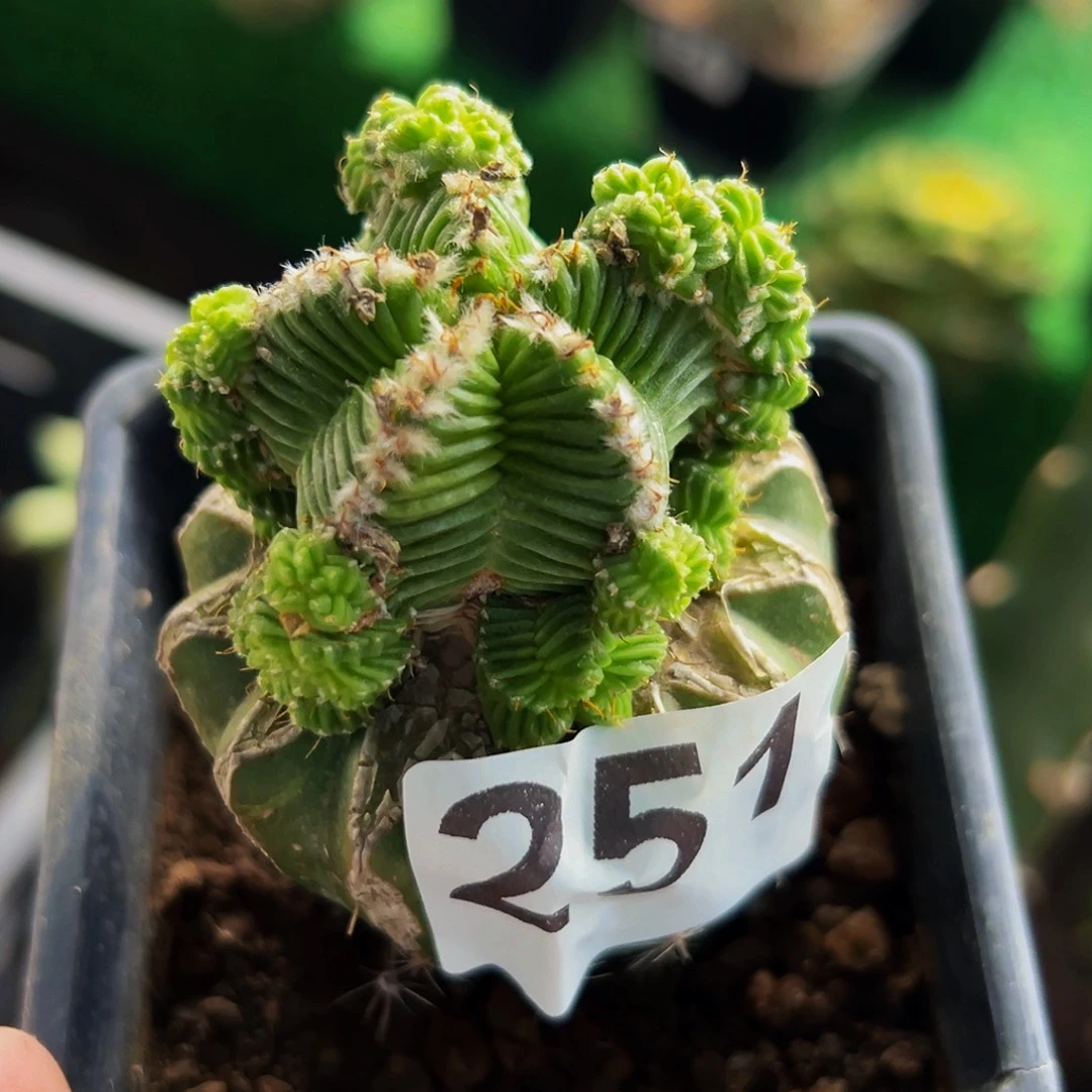 无花朵福利五星花龙群251