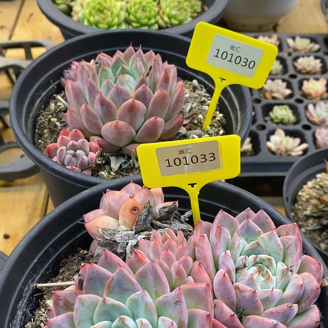 吃****子福利多多。101030。101033