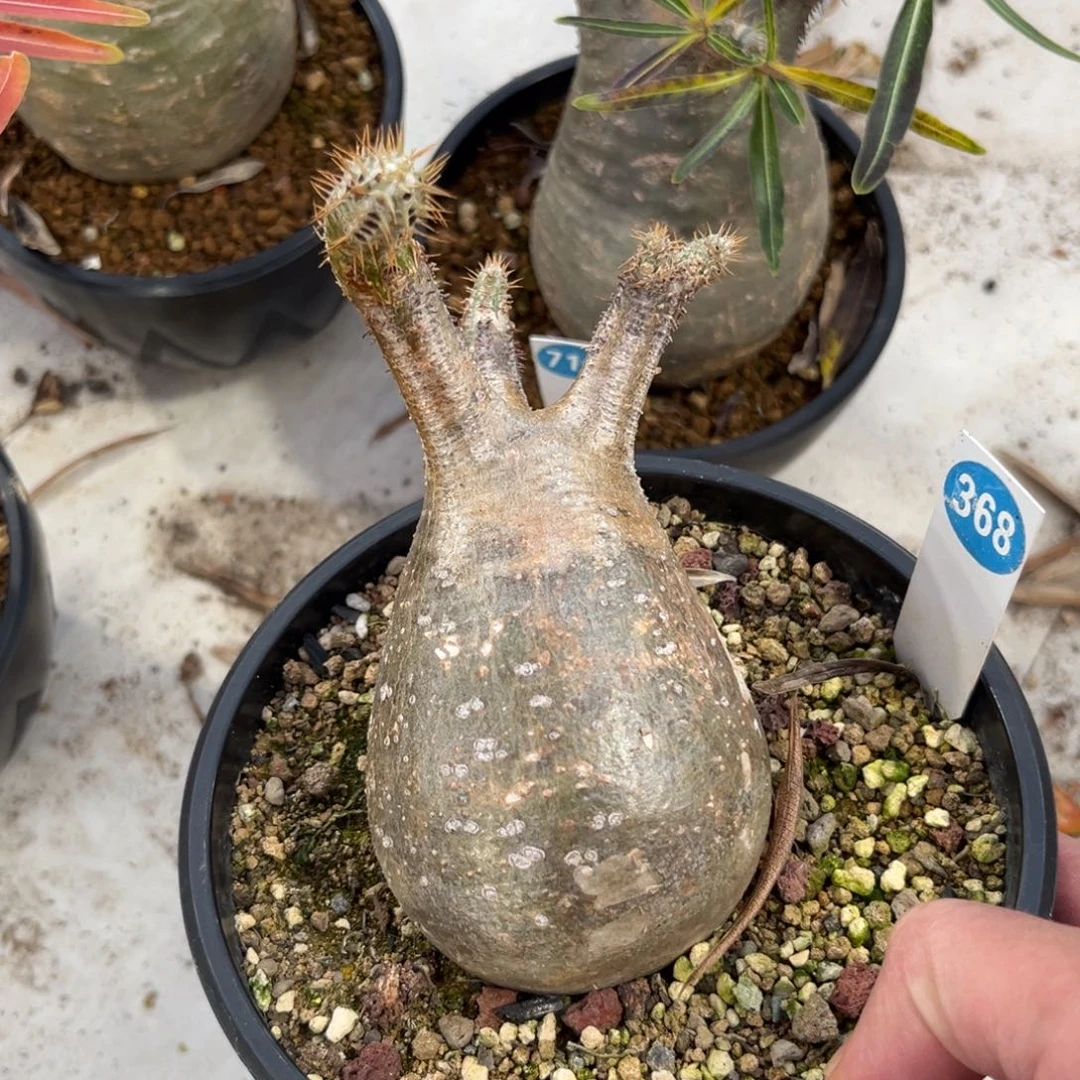 368象牙宫带盆带土发货