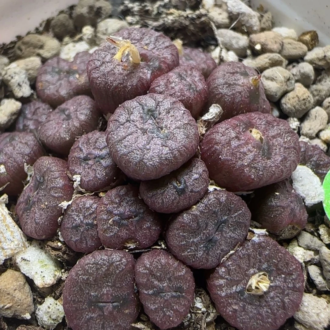 嘟嘟嘴铜壶多肉植物755