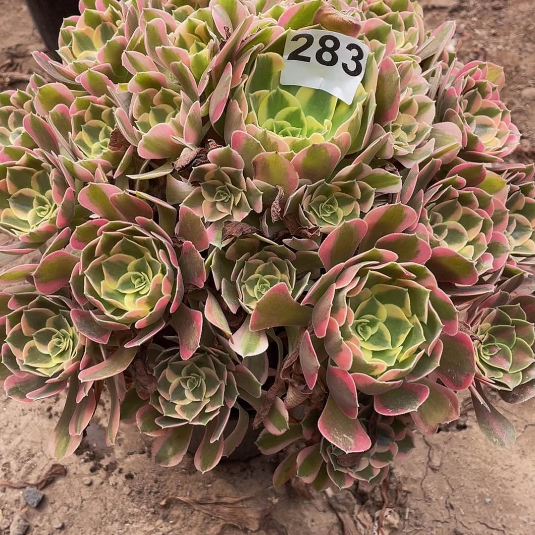 张***柔多肉法师283号花样年华寄养度夏