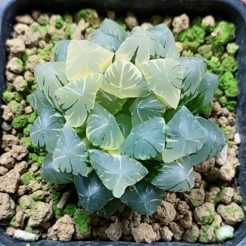 【闪购商品】24广濑玉露锦