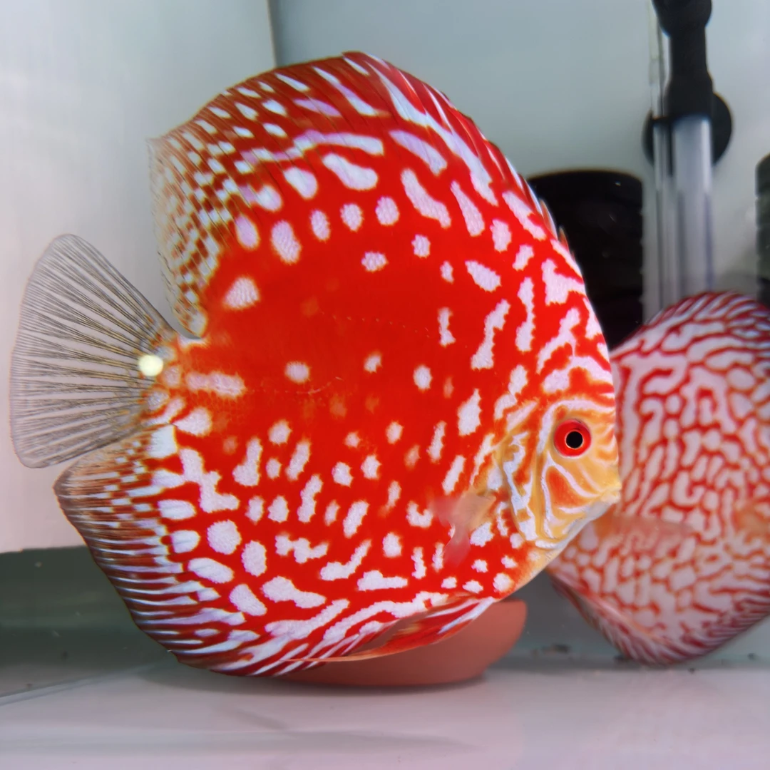 马来鸽子11-12cm包邮