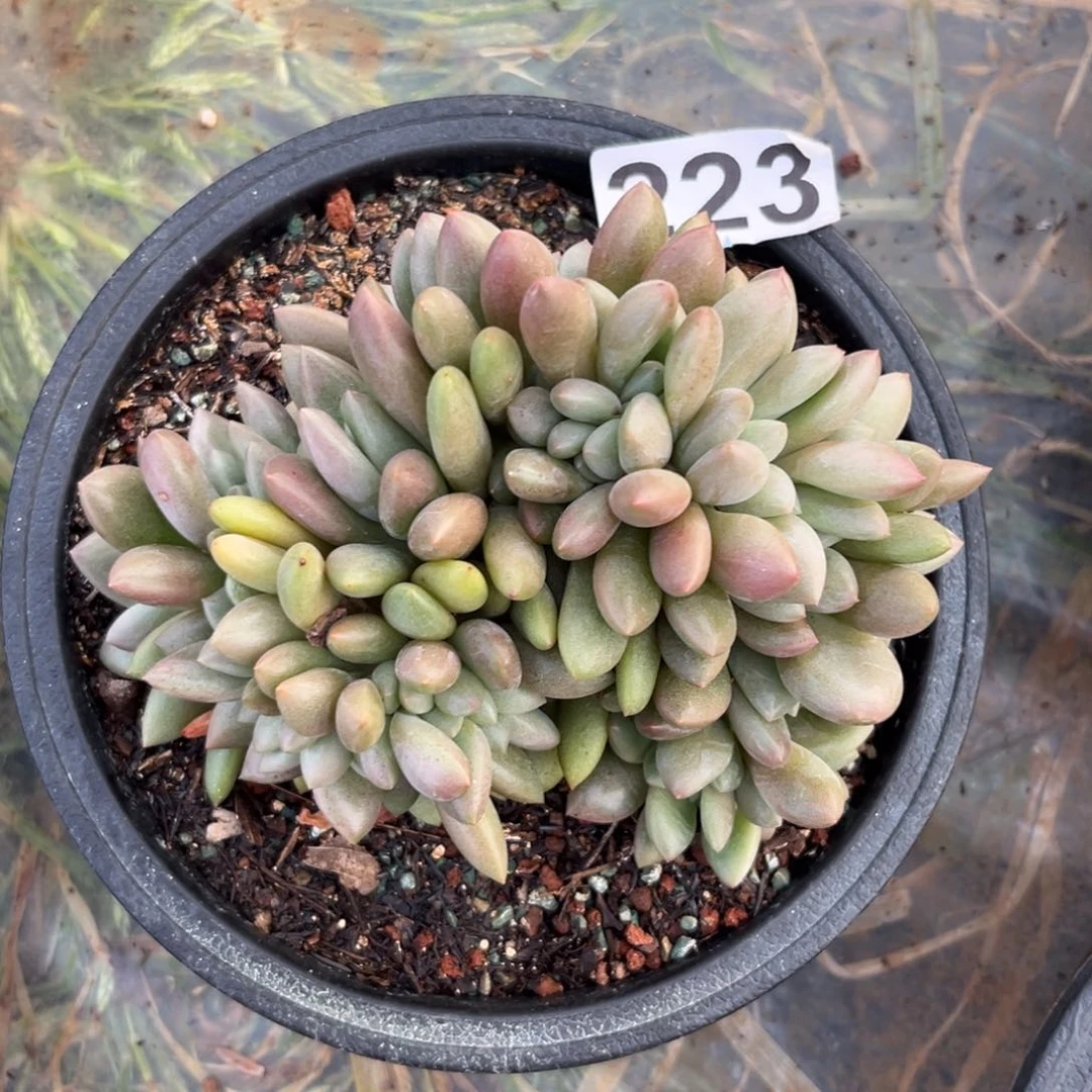 宇*桃花源多肉植物223