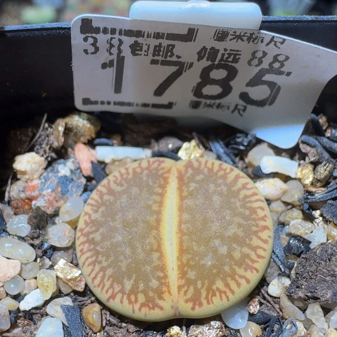 Ssss精品生石花1785
