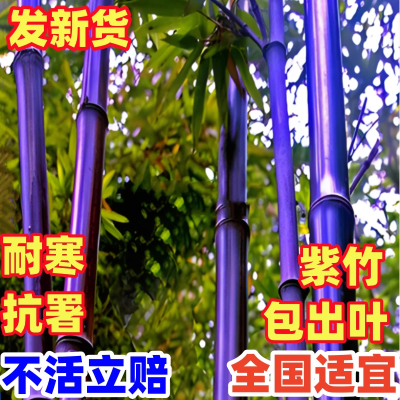 旺宅招财竹子苗耐寒庭院绿化景观盆栽绿植四季常青紫竹罗竹树苗