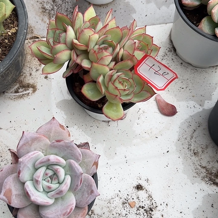 ****。一物一拍牡丹亭多肉120