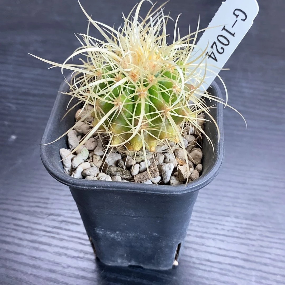 G1024花油专拍仙人球开花