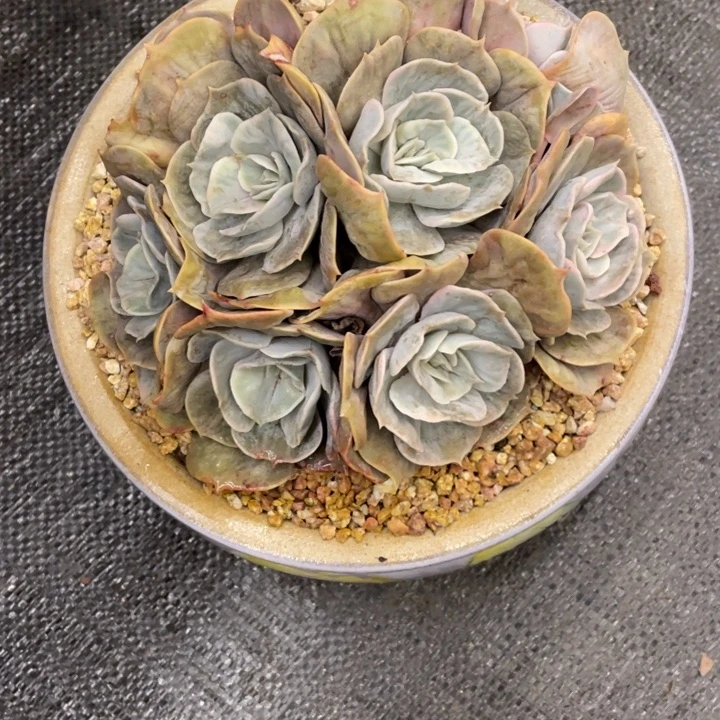 马*弥鹿之森一物一图