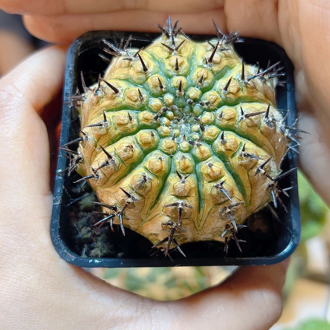 晚14号实生黑刺凤头带锈5.8公分