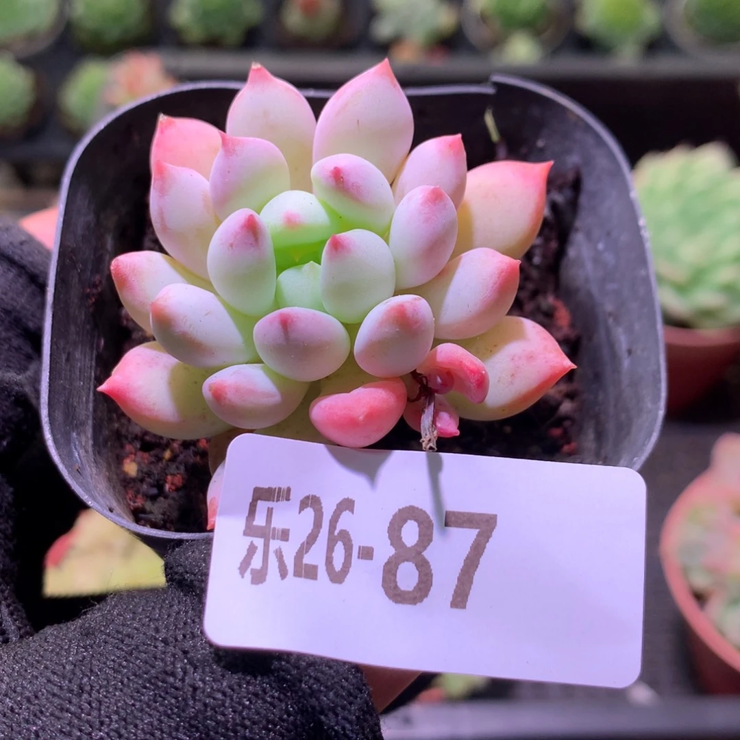 乐然26-87 明珠单头