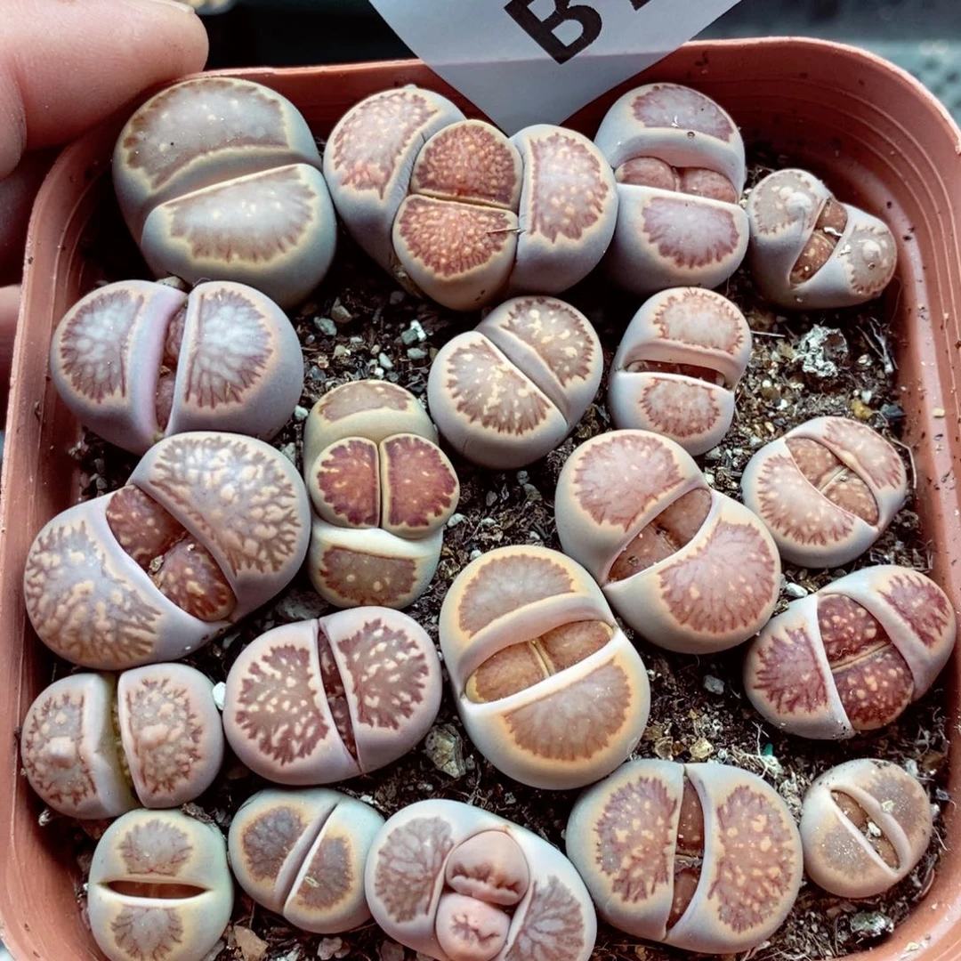 我的小姐姐们都是我的781