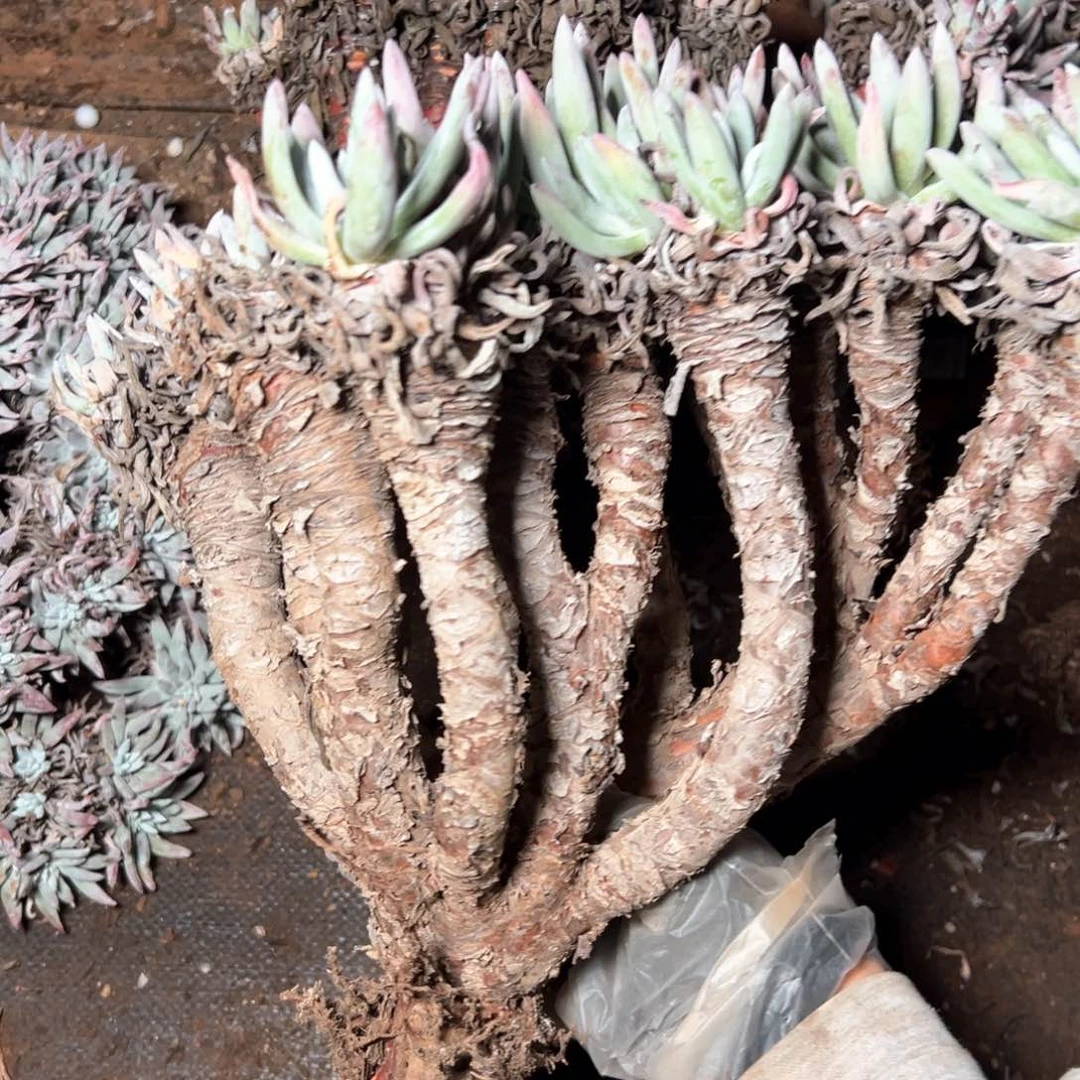 7428哈哈哈哈哈哈哈哈