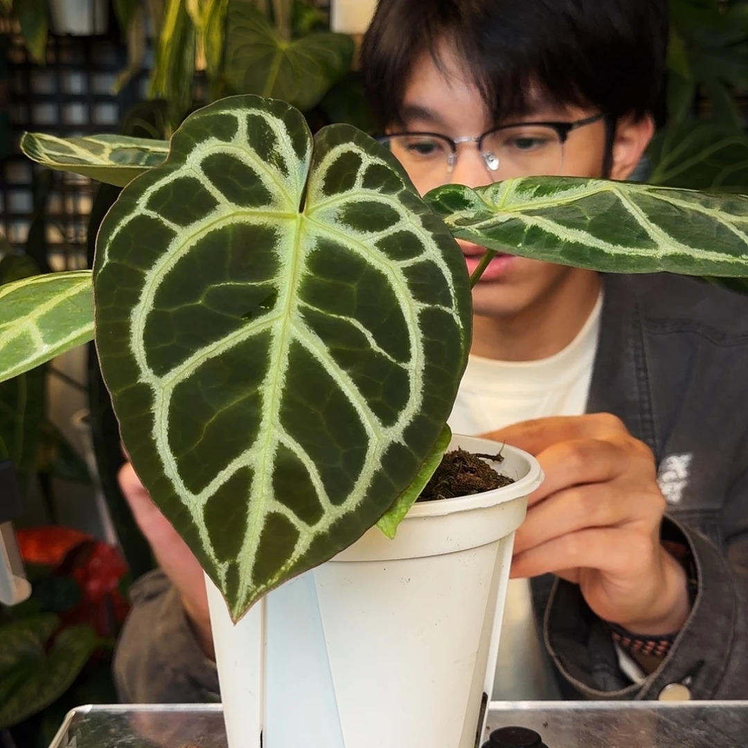 完全开放C131 巧克力杂超级银