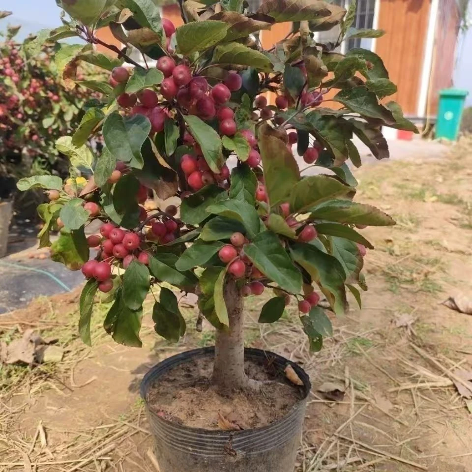 【一物一拍】盆栽老桩花卉庭院阳台