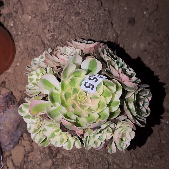 555荔枝多肉植物不售后