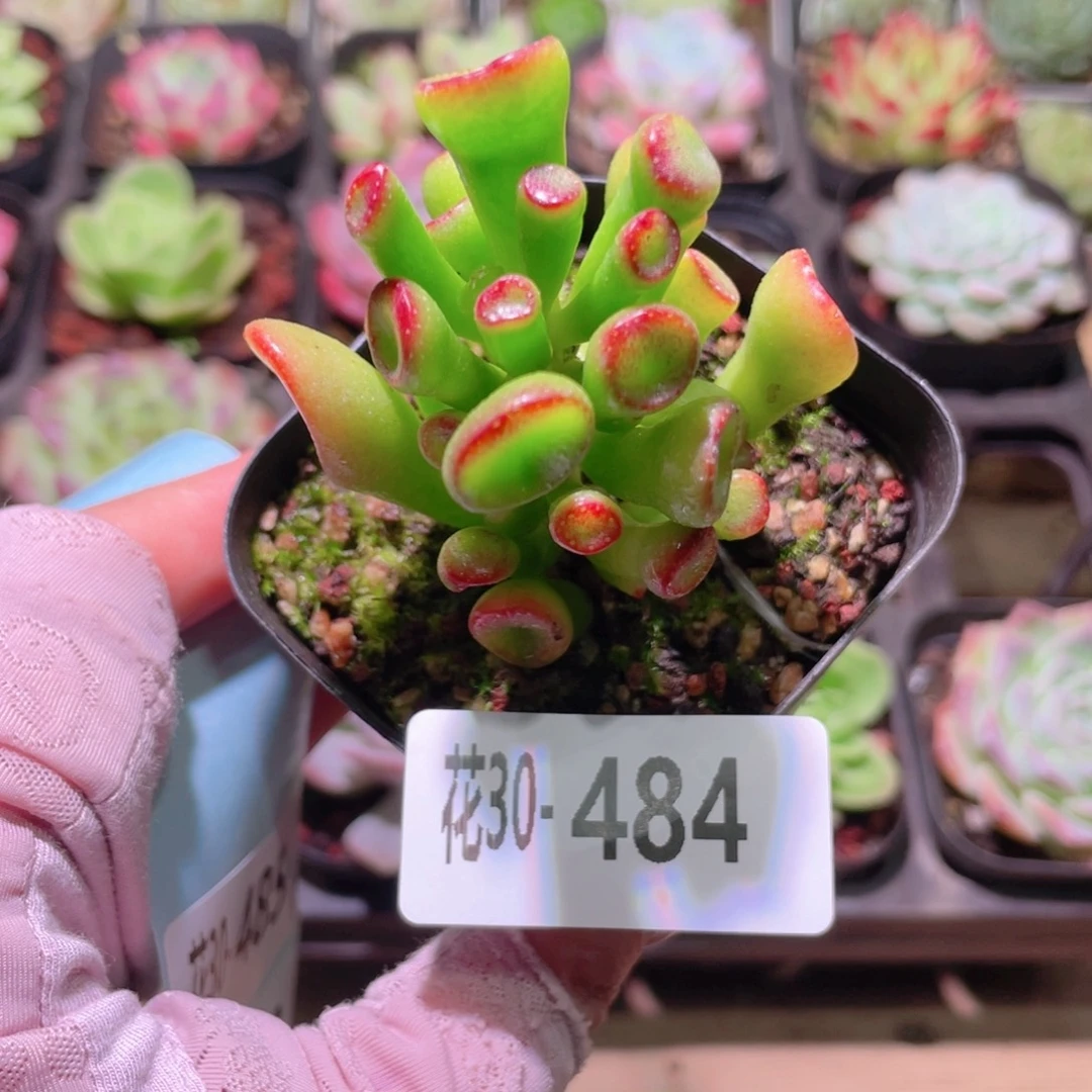 花利美30-484吸财树