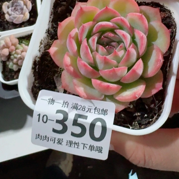 侧影无盆土发货无盆