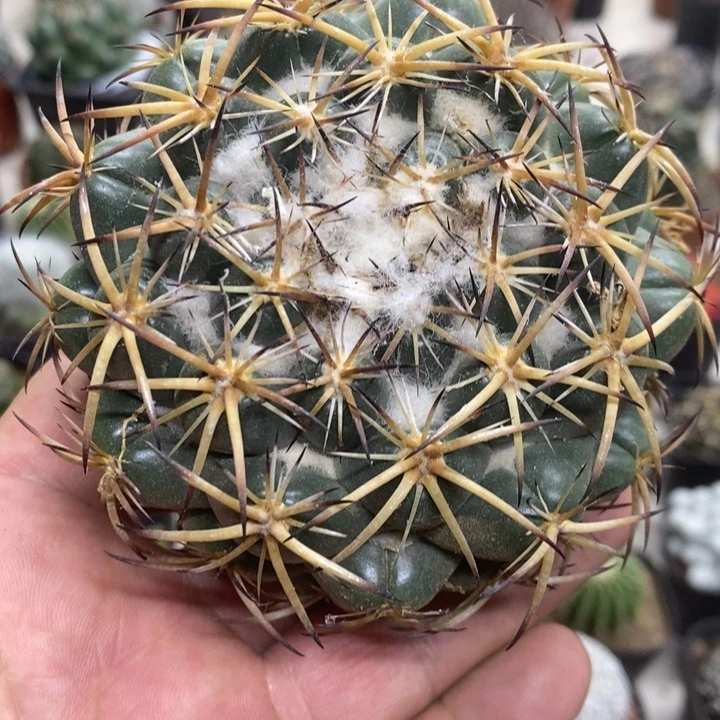 实生大号天丝象牙特价