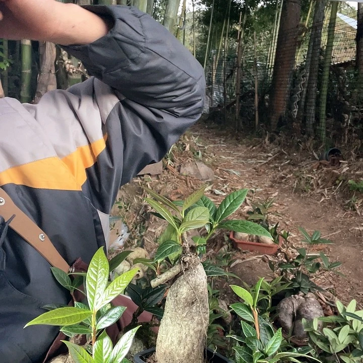 【闪购商品】树萝卜盆景的种植与栽培