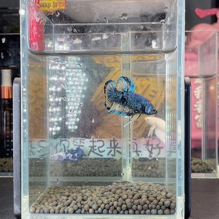 斗鱼40号925早暗黑